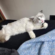 Ragdoll Kenza