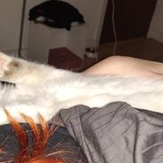 Ragdoll Kenza