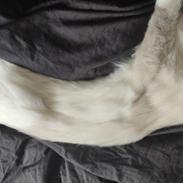 Ragdoll Kenza