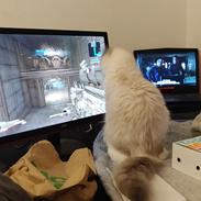 Ragdoll Kenza