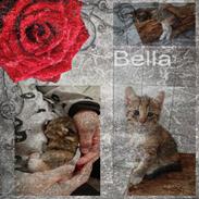 Huskat Bella