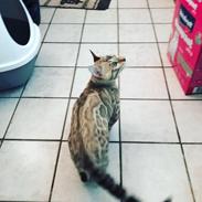 Bengal Amberheart Lumiére