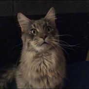 Maine Coon Samson