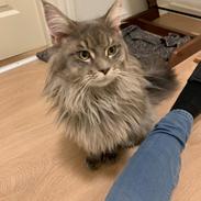 Maine Coon Milo