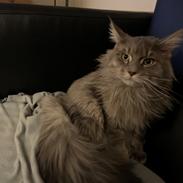 Maine Coon Milo