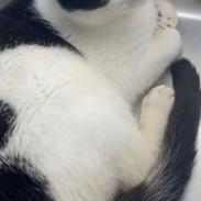 Huskat Nuri