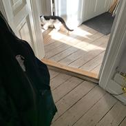 Huskat Nuri