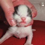 Maine Coon Blackangel's Blue Ghost