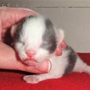 Maine Coon Blackangel's Blue Ghost