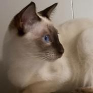 Thai Diablothai Faustino