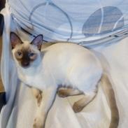 Thai Diablothai Faustino