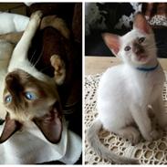 Thai Diablothai Faustino