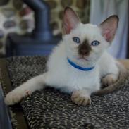 Thai Diablothai Faustino