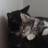 Maine Coon DK Sagaleo's Independence