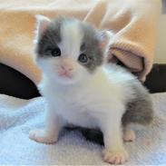 Maine Coon Blackangel's Blue Ghost
