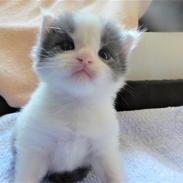 Maine Coon Blackangel's Blue Ghost