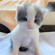 Maine Coon Blackangel's Blue Ghost