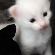 Tyrkisk Angora Melika von Frankenthal DK
