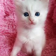 Tyrkisk Angora Melika von Frankenthal DK