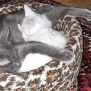 Tyrkisk Angora Melika von Frankenthal DK