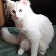 Tyrkisk Angora Melika von Frankenthal DK