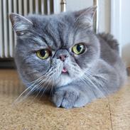 Exotic Frankenstein (DK Hyggebo's Look at me) R.I.P.