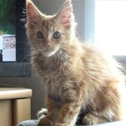 Maine Coon Myfia's Oluf Madsen