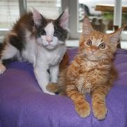 Maine Coon Myfia's Oluf Madsen