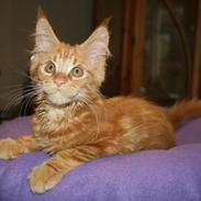 Maine Coon Myfia's Oluf Madsen