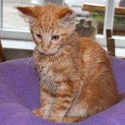 Maine Coon Myfia's Oluf Madsen