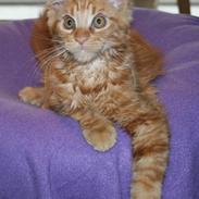 Maine Coon Myfia's Oluf Madsen
