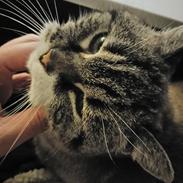 Blanding af racer Mishka