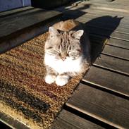 Blanding af racer Mishka