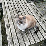 Blanding af racer Mishka