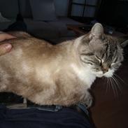 Blanding af racer Mishka