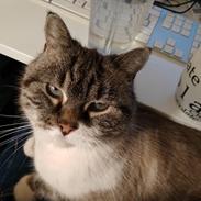 Blanding af racer Mishka