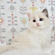 Ragdoll S*Gunbertus Flora