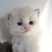 Ragdoll S*Gunbertus Flora