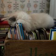 Ragdoll S*Gunbertus Flora