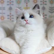 Ragdoll S*Gunbertus Flora