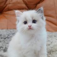 Ragdoll S*Gunbertus Flora