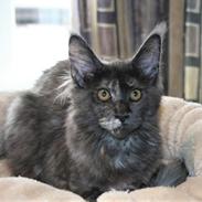 Maine Coon Cybercats Renata