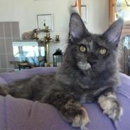 Maine Coon Cybercats Renata