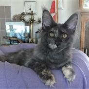 Maine Coon Cybercats Renata