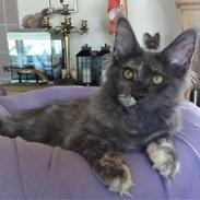 Maine Coon Cybercats Renata