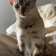 Bengal Fairysavage Ice Girl