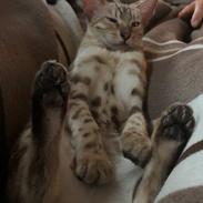 Bengal Fairysavage Ice Girl