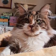 Maine Coon Tukenjas Siff PP
