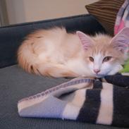 Norsk Skovkat dk silverleafs walla walla ( kaldenavn:Pinky)