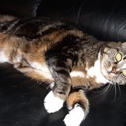 Huskat Tøsen